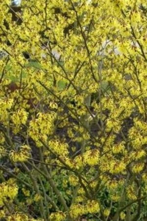 Hamamelis int. 'Barmstedt Gold' 40-60 cm cont. 5,0L - afbeelding 1