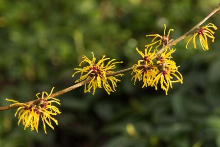 Hamamelis int. 'Barmstedt Gold' 40-60 cm cont. 5,0L - afbeelding 2