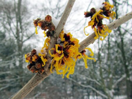 Hamamelis int. 'Barmstedt Gold' 40-60 cm cont. 5,0L - afbeelding 4