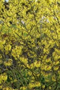 Hamamelis int. 'Barmstedt Gold' 60-80 cm container - afbeelding 1