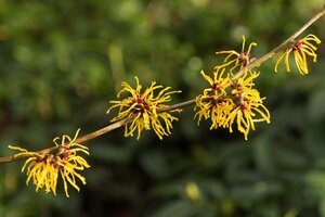 Hamamelis int. 'Barmstedt Gold' 60-80 cm container - afbeelding 2