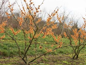 Hamamelis int. 'Orange Beauty' 125-150 cm RB bushes - image 1