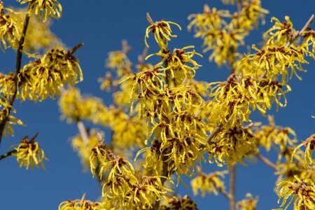 Hamamelis int. 'Westerstede' 100-125 cm container - image 3