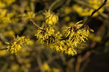 Hamamelis int. 'Westerstede' 100-125 cm container - image 7