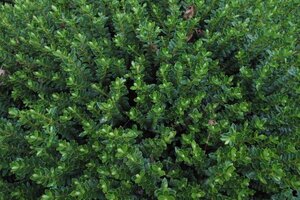 Hebe odora = (buxifolia) 15-20 cm cont. 2,0L - afbeelding 1