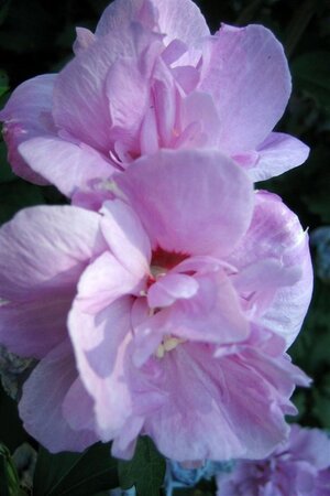 Hibiscus syr. 'Ardens' 80-100 cm met kluit - afbeelding 1