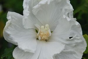 Hibiscus syr. 'Diana' 125-150 cm met kluit - afbeelding 1