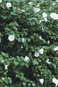 Hibiscus syr. 'Diana' 40-60 cm cont. 3,0L - afbeelding 2