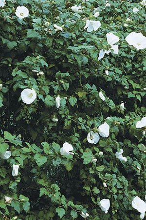 Hibiscus syr. 'Diana' 60-80 cm met kluit - afbeelding 2