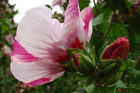 Hibiscus syr. 'Hamabo' 125-150 cm met kluit - afbeelding 2