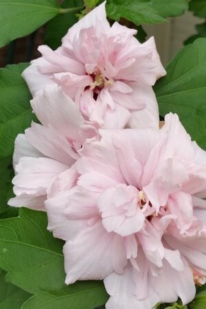 Hibiscus syr. 'Lady Stanley' 80-100 cm container - afbeelding 2