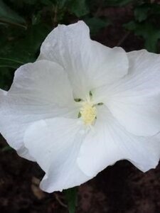 Hibiscus syr. 'Melwhite' 100-125 cm met kluit