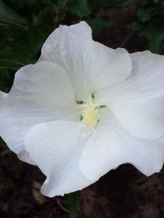 Hibiscus syr. 'Melwhite' 125-150 cm met kluit