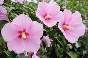 Hibiscus syr. Pink Giant 40-60 cm cont. 3,0L - afbeelding 2