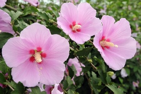 Hibiscus syr. Pink Giant 40-60 cm met kluit - afbeelding 2