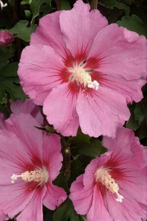 Hibiscus syr. Pink Giant 80-100 cm met kluit - afbeelding 1