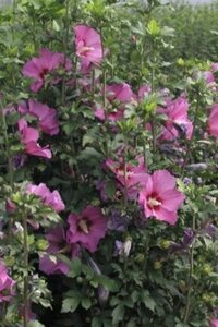 Hibiscus syr. Russian Violet 40-60 cm cont. 3,0L - afbeelding 1