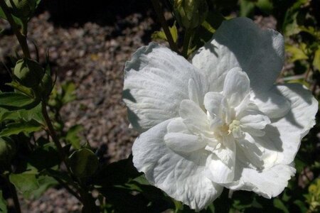 Hibiscus syr. White Chiffon 60-80 cm container - afbeelding 1