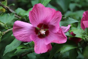 Hibiscus syr. 'Woodbridge' 60-80 cm cont. 5,0L - afbeelding 3