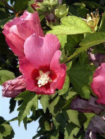 Hibiscus syriacus 60-80 cm cont. 15L - afbeelding 1