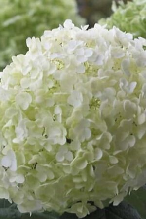Hydrangea a. Strong Annabelle = 'Incrediball' 30-50 cm cont. 5,0L - afbeelding 1