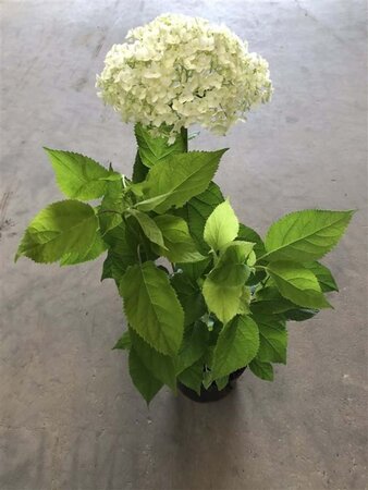 Hydrangea a. Strong Annabelle = 'Incrediball' 30-50 cm cont. 5,0L - afbeelding 2