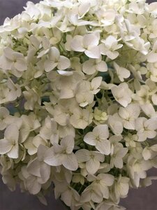 Hydrangea a. Strong Annabelle = 'Incrediball' 30-50 cm cont. 5,0L - afbeelding 3