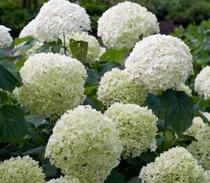 Hydrangea a. Strong Annabelle = 'Incrediball' 30-50 cm cont. 5,0L - afbeelding 4