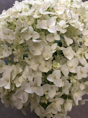 Hydrangea a. Strong Annabelle = 'Incrediball' 60-80 cm cont. 10L - afbeelding 3