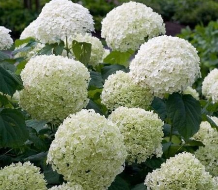 Hydrangea a. Strong Annabelle = 'Incrediball' 60-80 cm cont. 10L - afbeelding 4