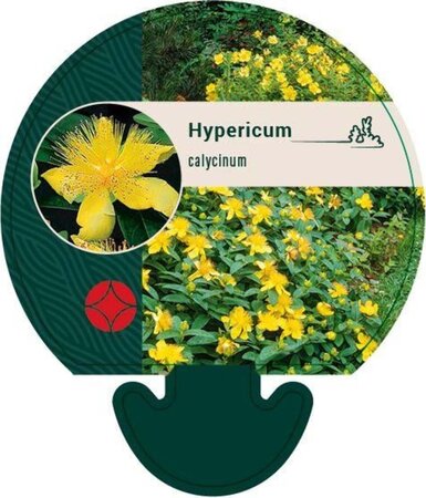 Hypericum calycinum geen maat specificatie 0,55L/P9cm - afbeelding 4