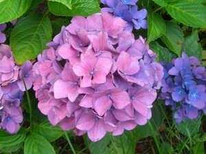 Hydrangea m. 'Bouquet Rose' 25-30 cm cont. 3,0L - afbeelding 2