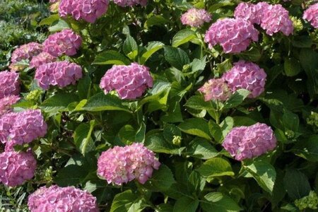Hydrangea m. 'Bouquet Rose' 50-60 cm cont. 10L - afbeelding 1