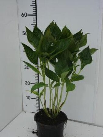 Hydrangea m. 'Libelle' 30-40 cm cont. 2,0L