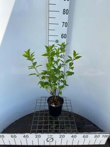 Hydrangea paniculata 40-50 cm cont. 2,5L