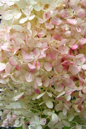 Hydrangea pan. 'Limelight' 150-175 cm container - image 3