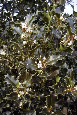 Ilex aquifolium 100-125 cm met kluit - afbeelding 4