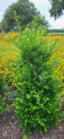 Ilex crenata 'Green Hedge' 100-125 cm met kluit - afbeelding 4