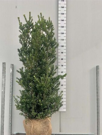 Ilex crenata 'Green Hedge' 125-150 cm met kluit - afbeelding 4