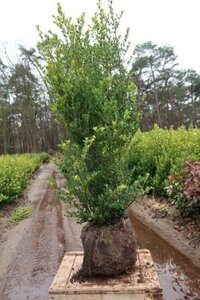 Ilex crenata 'Green Hedge' 125-150 cm met kluit - afbeelding 3