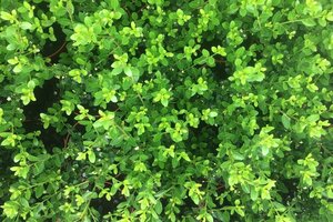 Ilex crenata 'Green Hedge' 40-60 cm cont. 3,0L
