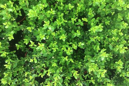 Ilex crenata 'Green Hedge' 50-60 cm met kluit - afbeelding 1