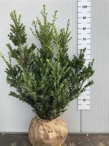 Ilex crenata 'Green Hedge' 80-100 cm met kluit - afbeelding 2