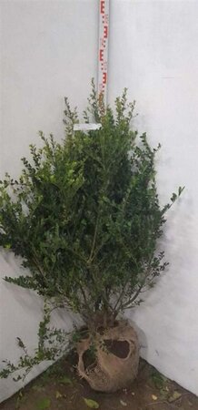 Ilex crenata 'Green Hedge' 80-100 cm met kluit - afbeelding 5
