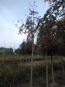 Koelreuteria paniculata 10-12 HO draadkluit - afbeelding 1