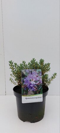 Koelreuteria paniculata 250-300 cm draadkluit meerstammig - afbeelding 2