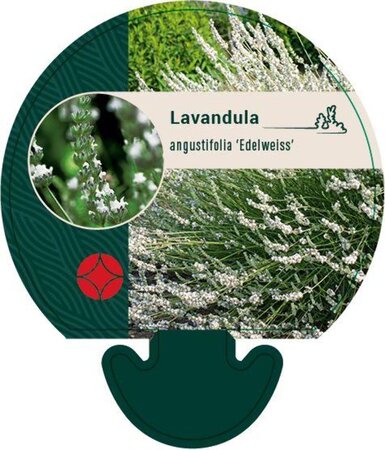 Lavandula int. 'Edelweiss' geen maat specificatie 0,55L/P9cm - image 1