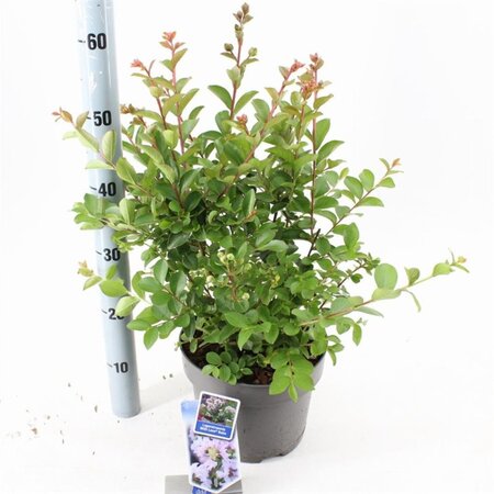 Lagerstroemia i. With Love Babe 40-60 cm cont. 5,0L - afbeelding 2