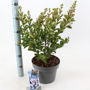 Lagerstroemia i. With Love Babe 40-60 cm cont. 5,0L - afbeelding 3