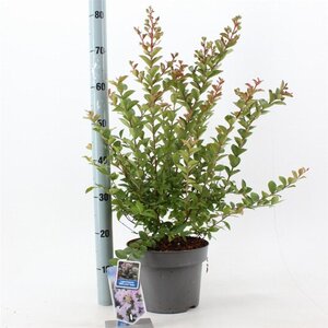 Lagerstroemia i. With Love Babe 40-60 cm cont. 5,0L - afbeelding 4